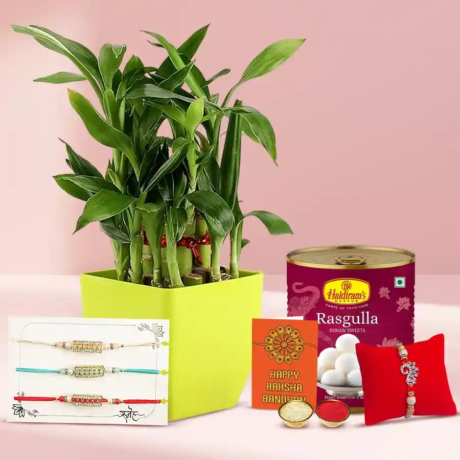 Bright 2-Tier Lucky Bamboo Plant kit for Rakshabandhan with Rakhi, Roli, Tilak, Chawal, and Haldiram Rasgulla