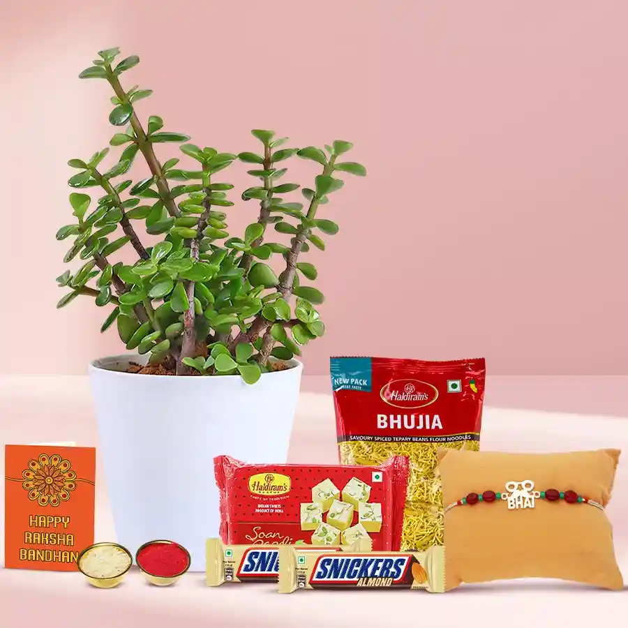 Classic Combo of Jade Plant in Pot N Fancy Rakhi