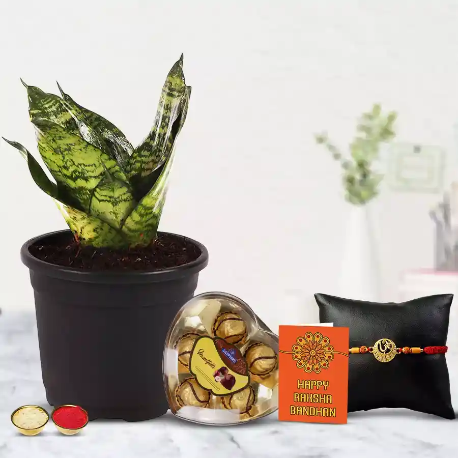 Ravishing Om Rakhi N Snake Plant Combo