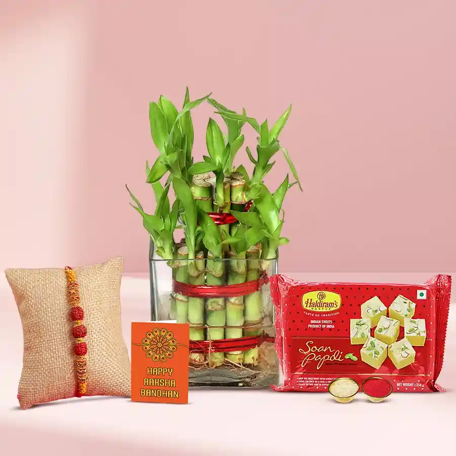 Cool Combo of 2 Tier Bamboo Plant N Rudraksh Rakhi