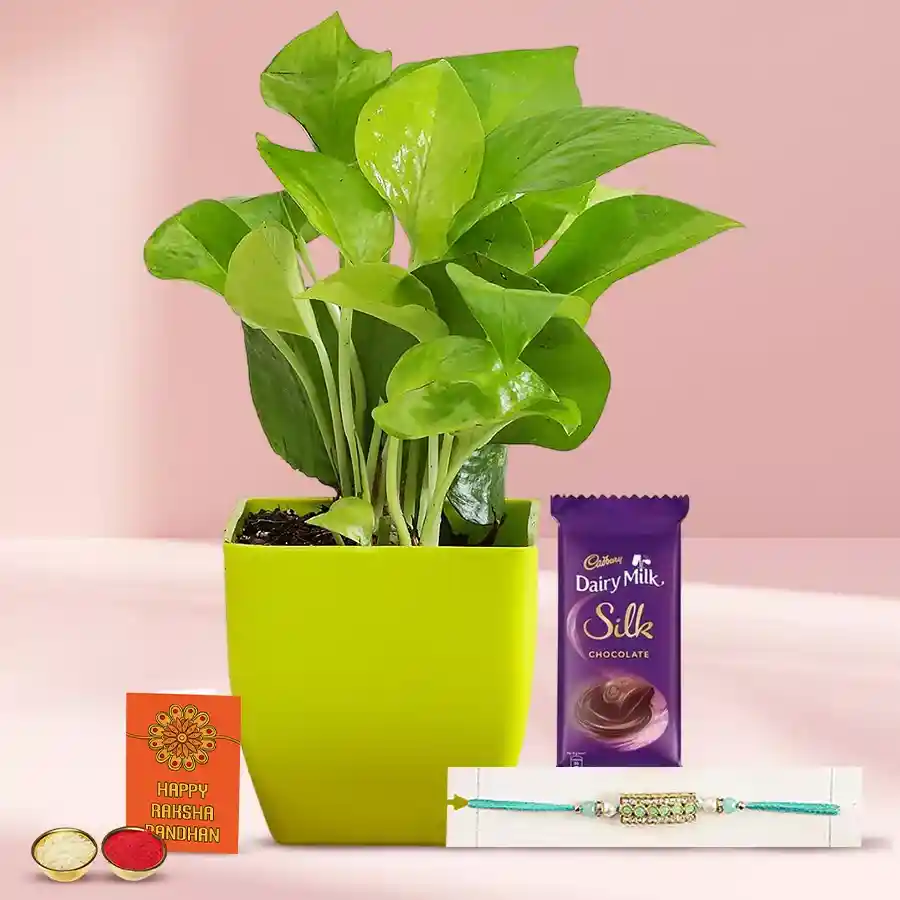 Ecstatic Combo of Stone Stud Rakhi N Money Plant
