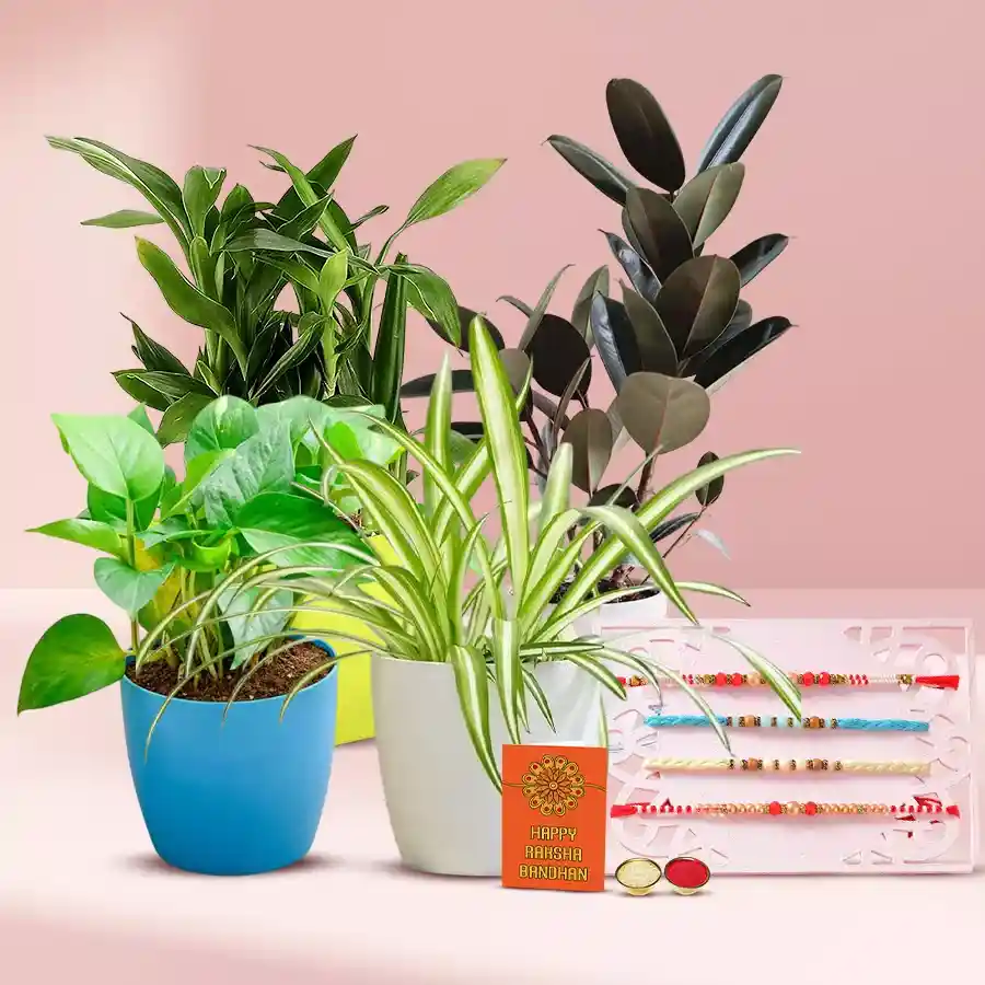Splendid Four Rakhi with Four Indoor Plants in Pot