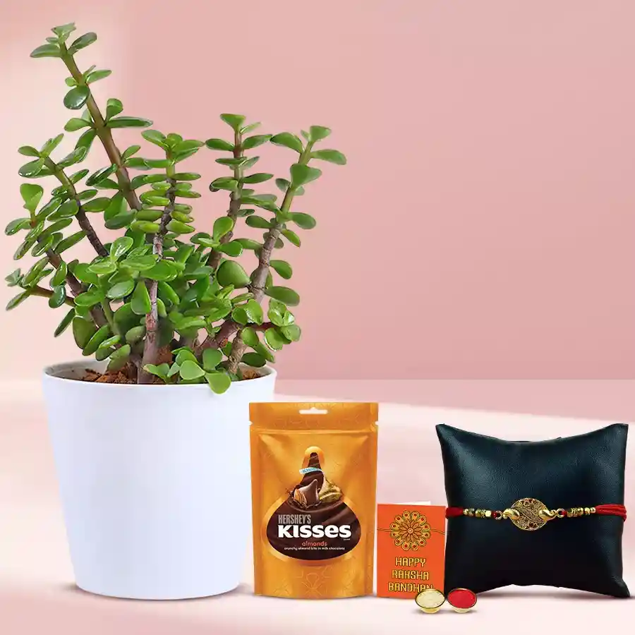 Attractive Jade Plant N Metal Rakhi Collection