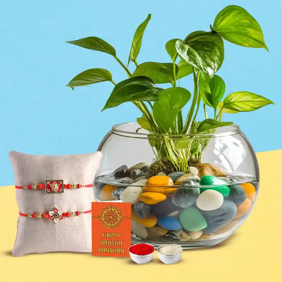 Rakhis N Money Plant for Wealth