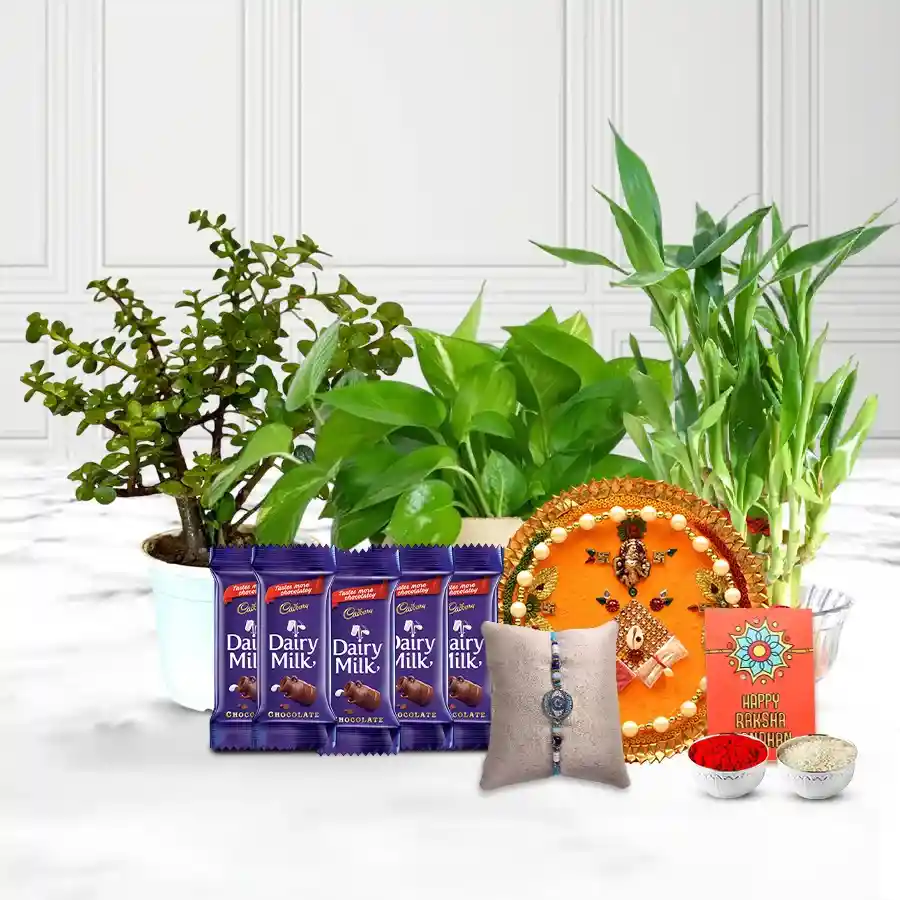 Good Luck Plants Trio Cadbury Chocolates n Pooja Thali for Rakhi
