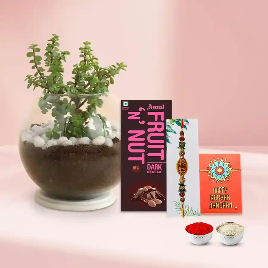 Jade Plant with Assorted Chocolate N Mere Bhaiya Rakhi