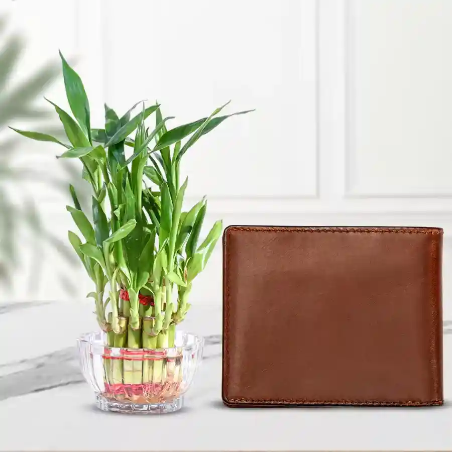 Attractive men's brown leather wallet with multiple slots and a 2 tier lucky bamboo plant for good luck.